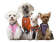 Dressed Dogs Front White Wall Decal
