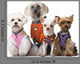 Dressed Dogs Front White Wall Decal