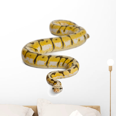 Female Killerbee Royal Python Wall Decal shown on a wall