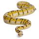 Female Killerbee Royal Python Wall Decal