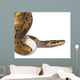 Close-up Female Pinstripe Pied Wall Decal