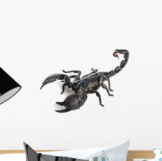 Emperor Scorpion,  Pandinus imperator, 1 year old Wall Decal