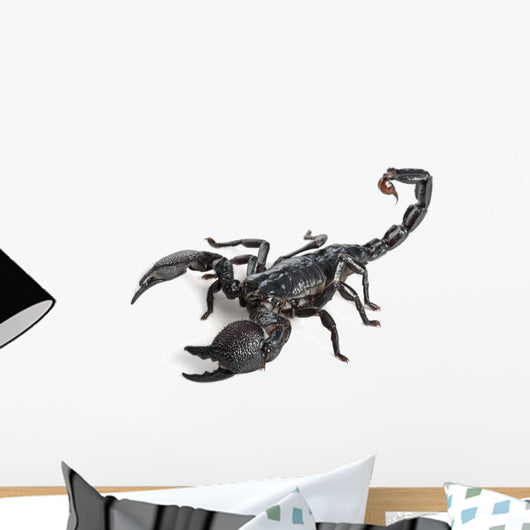 Emperor Scorpion,  Pandinus imperator, 1 year old Wall Decal