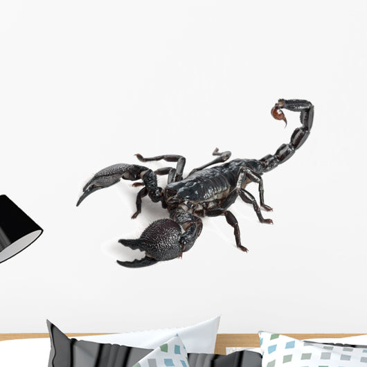Emperor Scorpion,  Pandinus imperator, 1 year old Wall Decal