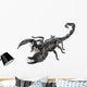 Emperor Scorpion,  Pandinus imperator, 1 year old Wall Decal