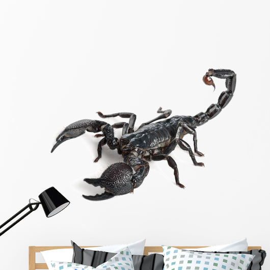 Emperor Scorpion,  Pandinus imperator, 1 year old Wall Decal
