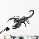Emperor Scorpion,  Pandinus imperator, 1 year old Wall Decal