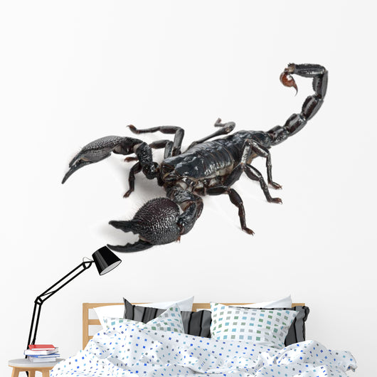 Emperor Scorpion,  Pandinus imperator, 1 year old Wall Decal