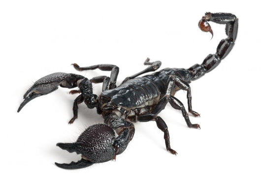 Emperor Scorpion,  Pandinus imperator, 1 year old Wall Decal