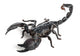 Emperor Scorpion,  Pandinus imperator, 1 year old Wall Decal