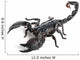 Emperor Scorpion,  Pandinus imperator, 1 year old Wall Decal