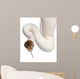 Close-up Female Pied Spider Wall Decal