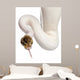 Close-up Female Pied Spider Wall Decal