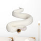 Female Pied Spider Ball Python 2 Wall Decal