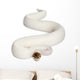 Female Pied Spider Ball Python 2 Wall Decal