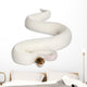 Female Pied Spider Ball Python 2 Wall Decal