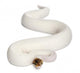 Female Pied Spider Ball Python 2 Wall Decal