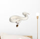 Female Pied Spider Ball Python 1 Wall Decal