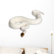 Female Pied Spider Ball Python 1 Wall Decal