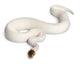 Female Pied Spider Ball Python 1 Wall Decal