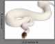 Female Pied Spider Ball Python 1 Wall Decal