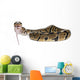 Python Royal Python Eating Wall Decal