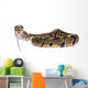 Python Royal Python Eating Wall Decal