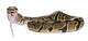 Python Royal Python Eating Wall Decal