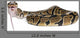 Python Royal Python Eating Wall Decal