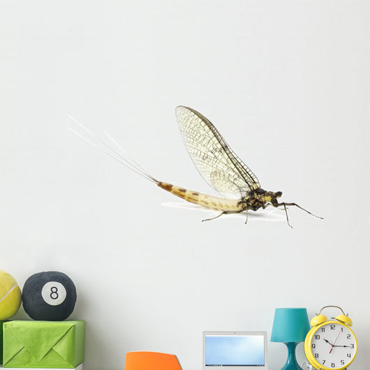 Mayfly, Ephemera danica, in front of white background Wall Decal