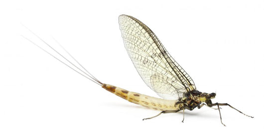 Mayfly, Ephemera danica, in front of white background Wall Decal