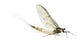 Mayfly, Ephemera danica, in front of white background Wall Decal