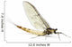 Mayfly, Ephemera danica, in front of white background Wall Decal