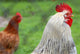 Rooster and Hen