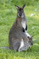Bennett Kangaroo Family