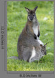 Bennett Kangaroo Family