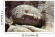 Sleeping Budda