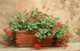 Red Geranium Terracotta Box