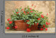 Red Geranium Terracotta Box