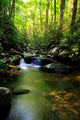 Lush Green Small Waterfall