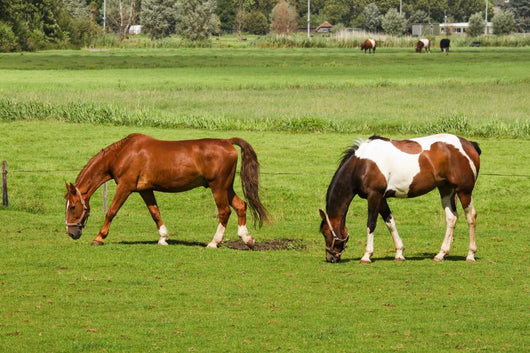 Two Horses Grazing Grassland Wall Mural