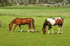 Two Horses Grazing Grassland Wall Mural