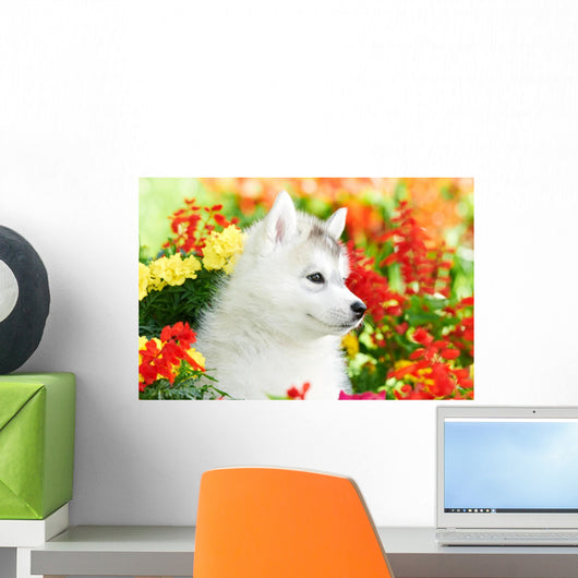 One Siberian Husky Puppy