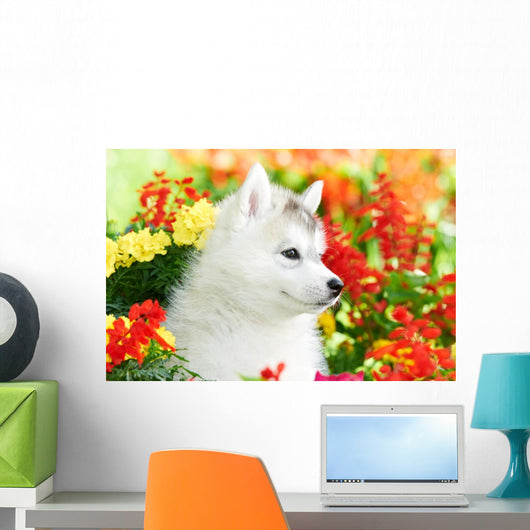 One Siberian Husky Puppy