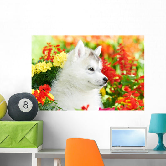 One Siberian Husky Puppy