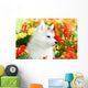 One Siberian Husky Puppy
