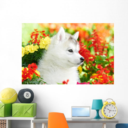 One Siberian Husky Puppy