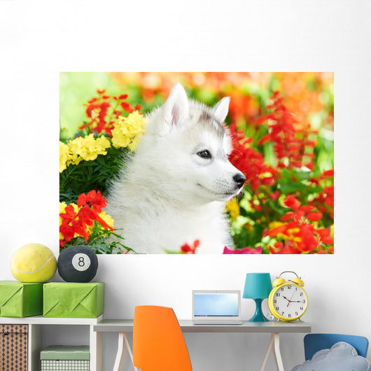 One Siberian Husky Puppy