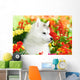 One Siberian Husky Puppy