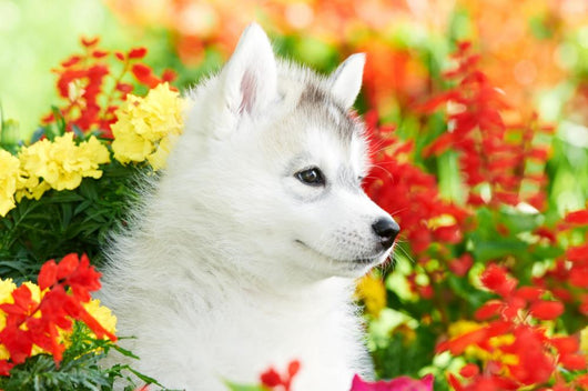 One Siberian Husky Puppy
